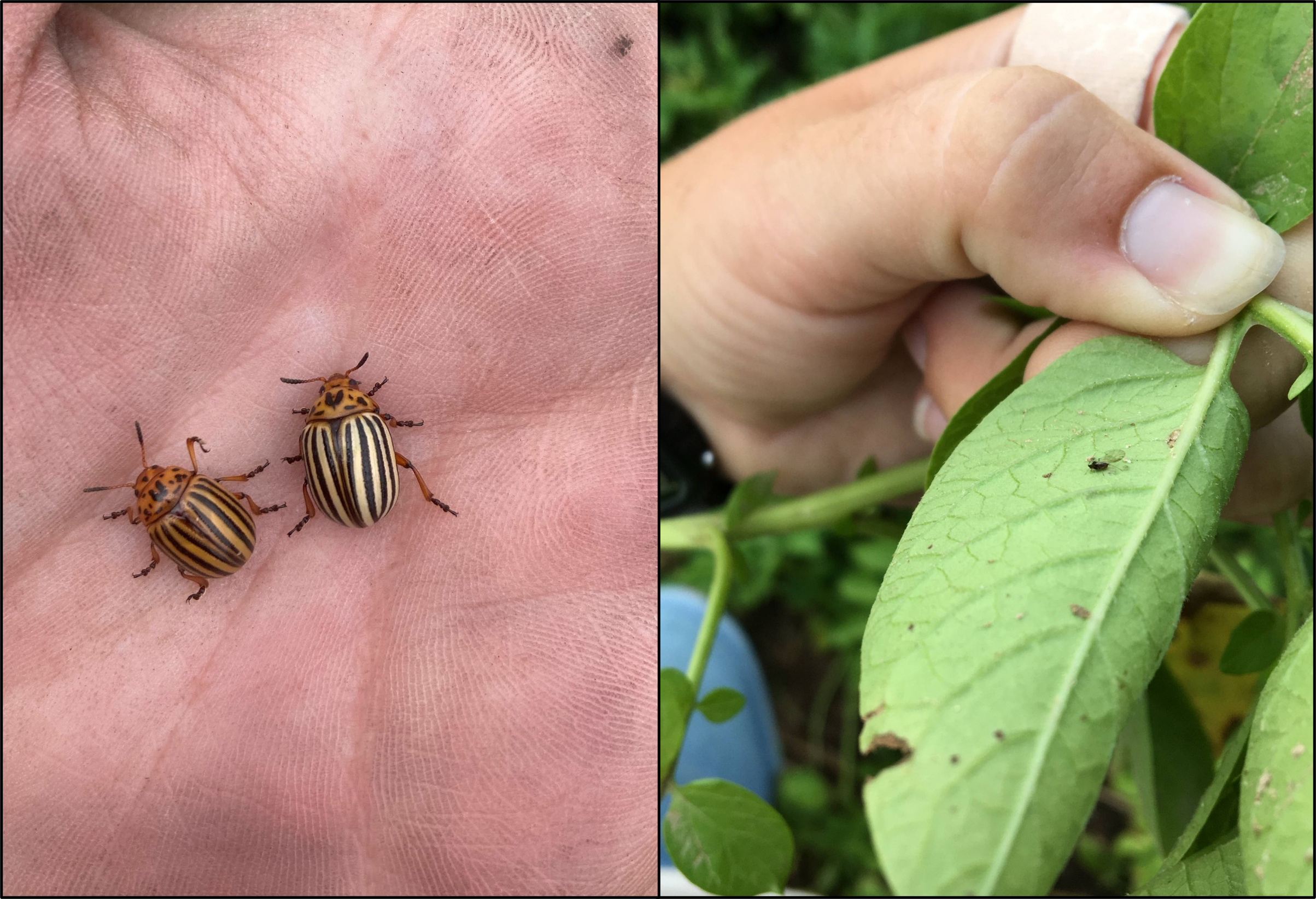 Colorado potato beetle and aphid.